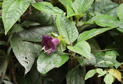 Cobaea scandens