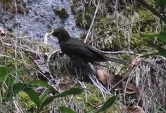 Psarocolius atrovirens