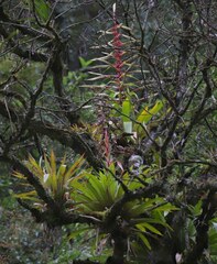 Tillandsia fendleri