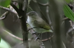Vireo chivi