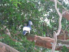 Bycanistes subcylindricus