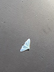 Margaroniini
