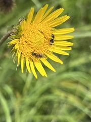 Berkheya speciosa