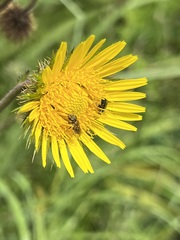 Berkheya speciosa