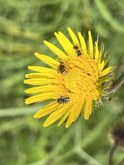 Berkheya speciosa