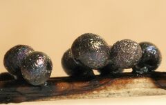 Lamproderma maculatum