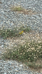 Sicalis flaveola