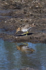 Gallinago paraguaiae