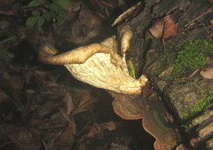 Lentinus sajor-caju
