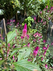 Celosia