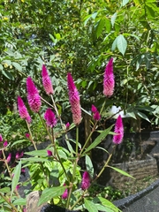 Celosia