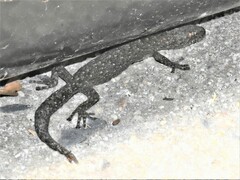 Afrogecko porphyreus