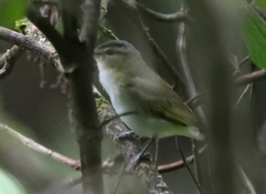 Vireo chivi