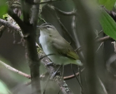 Vireo chivi