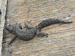 Afrogecko porphyreus