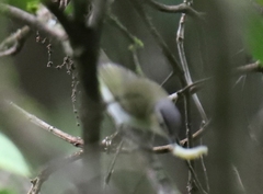 Vireo chivi