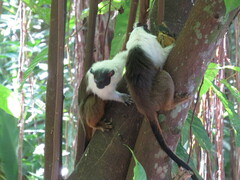 Saguinus bicolor