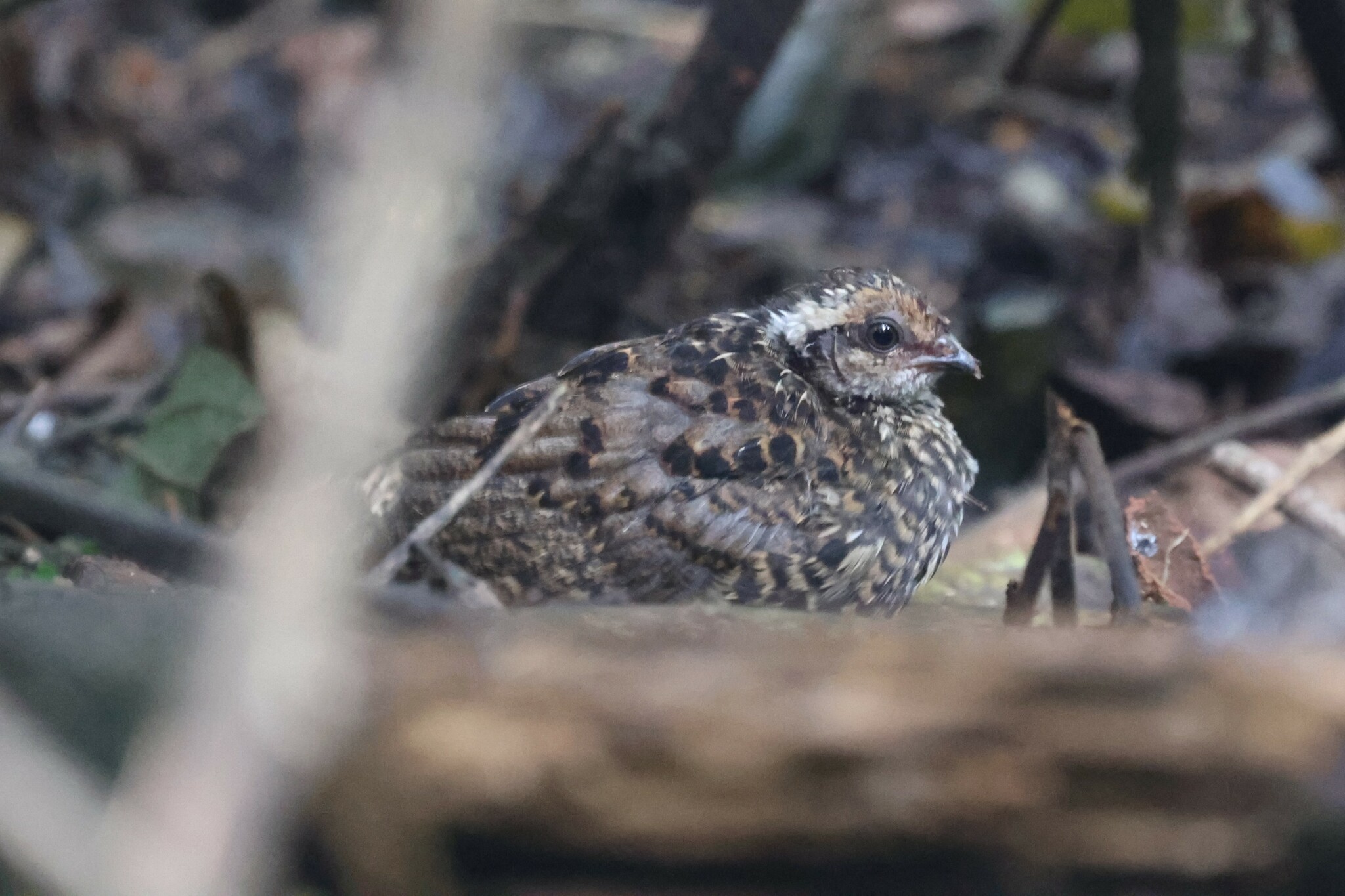 Nahan's Partridge (Ptilopachus nahani), photo 4