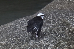 Cinclus leucocephalus