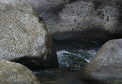 Cinclus leucocephalus