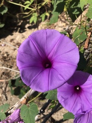 Ipomoea pedicellaris