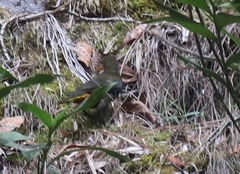 Psarocolius atrovirens