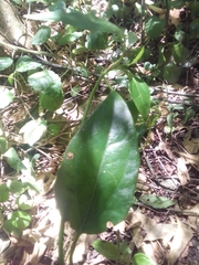 Aristolochia taliscana