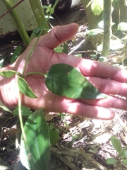 Aristolochia taliscana