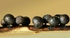 Lamproderma maculatum