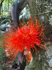 Brownea macrophylla