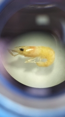 Eumalacostraca