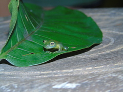 Centrolenidae