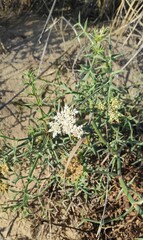 Echinophora spinosa