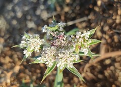 Echinophora spinosa
