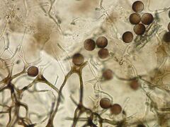 Lamproderma maculatum