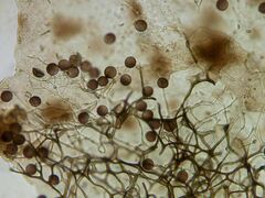 Lamproderma maculatum