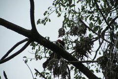 Lophoceros alboterminatus