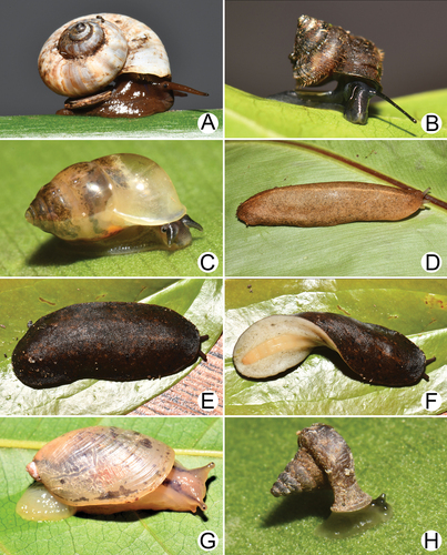 Amber snail