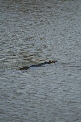 Crocodylus niloticus