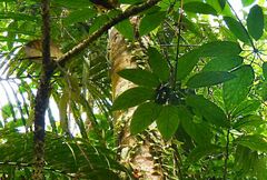 Brassaiopsis glomerulata