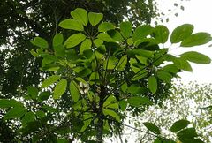 Brassaiopsis glomerulata