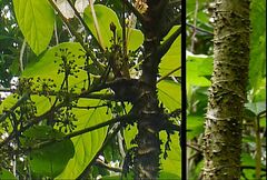 Brassaiopsis glomerulata