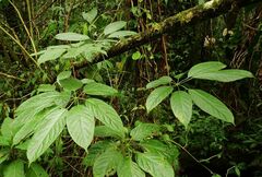 Brassaiopsis glomerulata