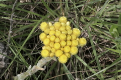 Helichrysum stoechas