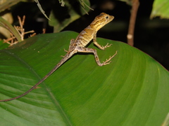 Anolis chrysolepis