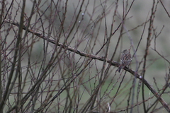 Emberiza leucocephalos