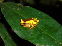 Dendropsophus
