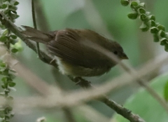 Sporophila nigricollis