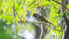 Chrysococcyx xanthorhynchus xanthorhynchus