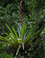 Tillandsia fendleri